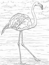 Flamingo Kids sketch template