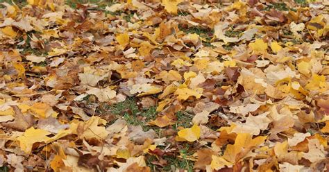 10 things you must do before fall is over fall activity guide the