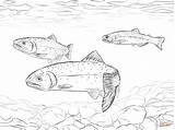 Trout Coloring Cutthroat Greenback Supercoloring Designlooter sketch template