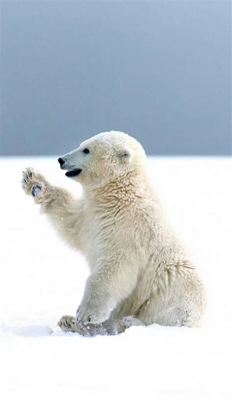 beautiful polar bear polar bear wallpaper cute polar bear polar bear