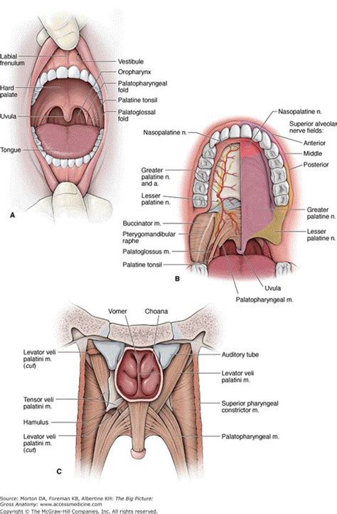 chapter  oral cavity  big picture gross anatomy