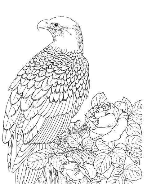 eagle coloring pages kidsuki