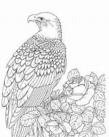 Eagle Coloring Bald Pages Printable Realistic Kids Color Falcon Adult Template Bird Sea Outline Adults Drawing Print Eagles Supercoloring Sheet sketch template