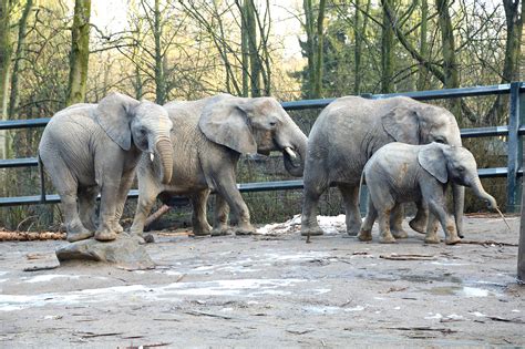 duitse olifanten verhuizen naar safaripark beekse bergen nvd dierentuinen
