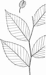 Beech Clipart Leaf Drawing Fagus Genus Etc Getdrawings Medium Large sketch template
