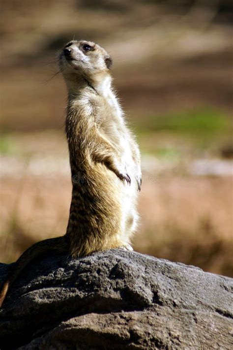 meerkat stock image image  small nose face mammal