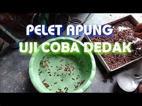 membuat pelet apung uji coba dedakkatul youtube