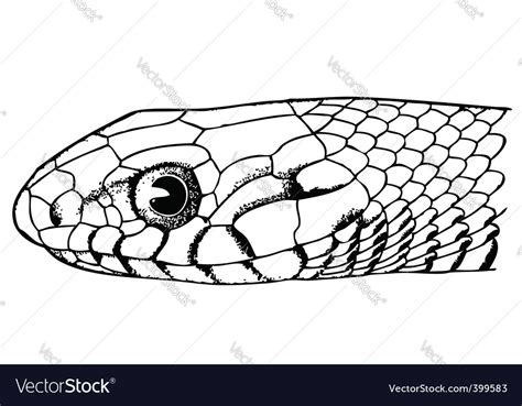 snake face royalty  vector image vectorstock