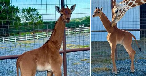 giraffe born  spots   zoo   worlds