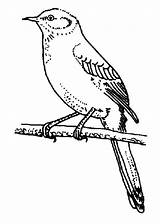 Mockingbird Branch Perch Colorluna sketch template
