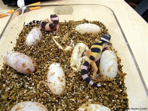 have you ever seen a freshly hatched leopard gecko