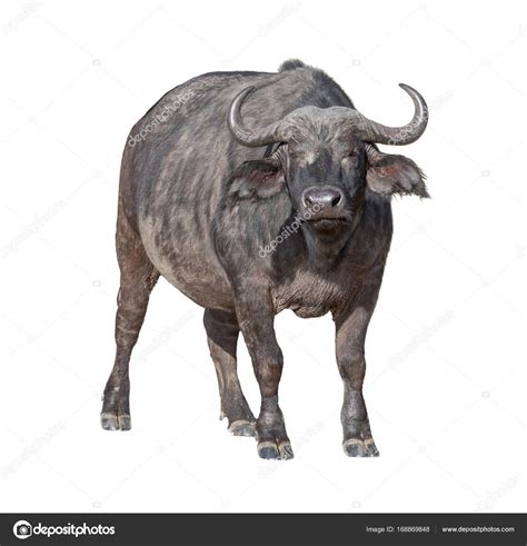 african cape buffalo stock photo  adogslifephoto