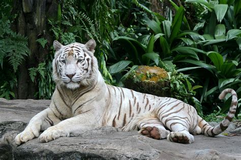 weisser tiger  foto bild tiere zoo wildpark falknerei