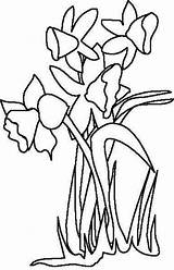 Daffodil Outline Flower Coloring Drawing Color Cliparts Clipart Pages Clip Flowers Kids Pretty Drawings Getdrawings Library Paintingvalley Getcolorings Play sketch template