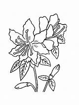 Azalea Coloring 17kb 1000px sketch template