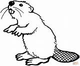 Beaver Coloring Printable American Pages Drawing Visit Color Beavers sketch template