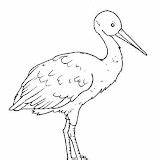 Stork Coloring sketch template