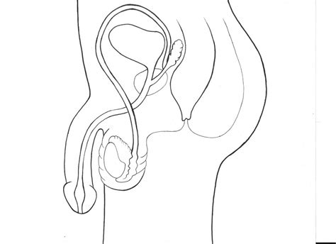 anatomy diagrams sexinfo online
