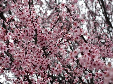 flowering plum tree pink purple trees  nature pictures