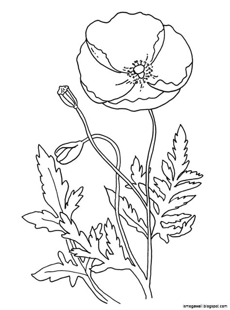 color full poppies flowers poppy coloring page poppy images
