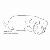 Coloring Puppy Labrador Retriever Pages Lab Dog Color Own Drawings Index Back Line Designlooter Musings Inkspired Answer Below sketch template