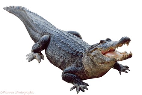 american alligator  mouth open photo wp