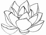 Lotus Coloring Pages Flower Color Drawing Getdrawings Clipart Printable sketch template