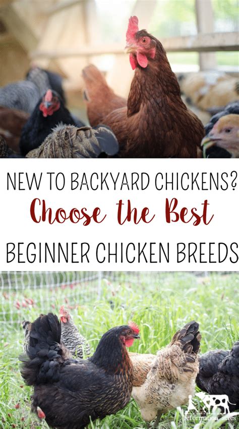 new to backyard chickens choose the best backyard