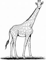 Giraffe Coloring Pages Outline Drawing Line Realistic Clipart Animal Baby Clip Drawings Cute Cliparts Colouring Color Printable Kids Animals Cartoon sketch template
