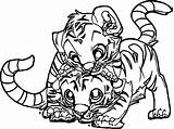 Tiger Coloring Pages Baby Tigers Tooth Printable Cheetah Two Cub Saber Color Drawing Cartoon Cute Detroit Print Adult Bengal Draw sketch template