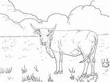 Cattle Longhorns Xcolorings sketch template