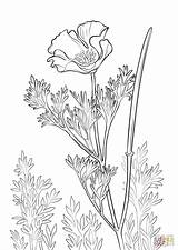 Poppy California Coloring Poppies Pages Drawing Printable Flower Simple Tattoo Supercoloring Getdrawings Quail Flowers Crafts Through Garden sketch template