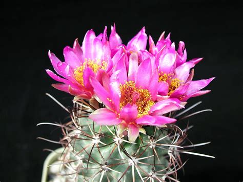 picture beautiful cactus flowers