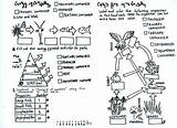 Dxf Pyramid Ecology sketch template