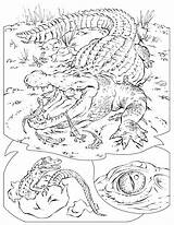 Crocodile Coloring Pages Printable Kids Reptiles Baby Crocodiles Color Krokodil Animal Online Results Print Popular Coloringhome sketch template