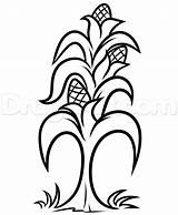 Corn Drawing Plant Easy Draw Clipart Kid Stalk Clipartmag Coloring Paintingvalley sketch template