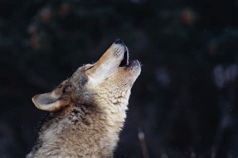 vegeway wolf communication part  howling