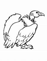 Coloring Vulture Pages Buzzard Drawing Animals Colouring Library Clipart Getcolorings Popular sketch template