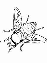 Abejorro Animais Voadores Insect Malvorlagen Voam Ausmalbilder Abejorros Abejas Bienen Bee6 Wespen I451 Pintarcolorir Reacciones Divierten Aprenden Juegan sketch template