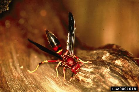 red wasp polistes annularis