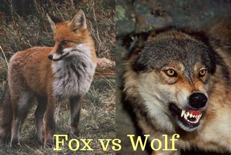 wolf  fox   win   fight earth eclipse