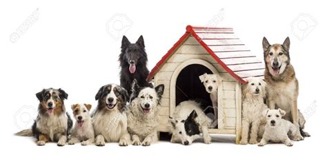 large group  dogs   surrounding  kennel  white background stock photo friends