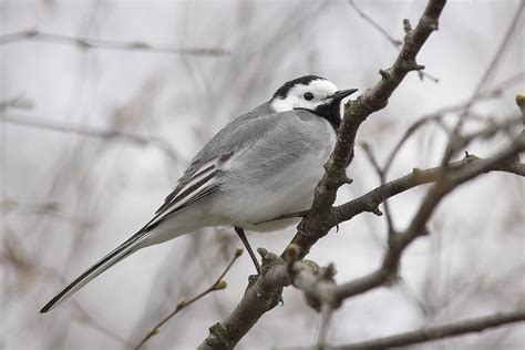 white wagtail  photo  freeimages