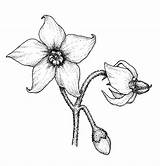 Nightshade Deadly Solanum Petals Newfs Solanaceae Poisonous sketch template