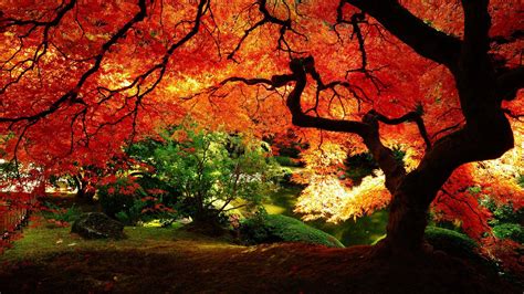 beautiful fall wallpapers wallpaper cave