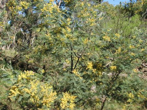 acacia dealbata australian plants society