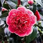 Résultat d’image pour Rose Camélia. Taille: 150 x 150. Source: www.rhododendrons.co.uk