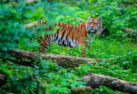 tigers    habitat  bounce
