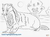 Badger Coloring Pages Honey Printable Color Badgers American Unparalleled 2093 Trainor Meghan Getcolorings Animals Version Click Categories Woodland Template sketch template