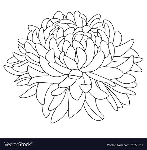 chrysanthemum coloring page   goodimgco